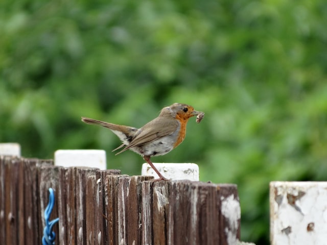 Can A Night Owl Become An Early Bird?